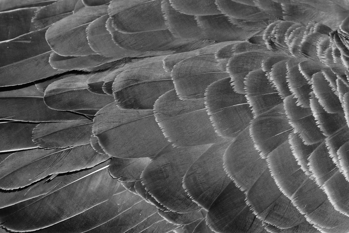 Detail 1st